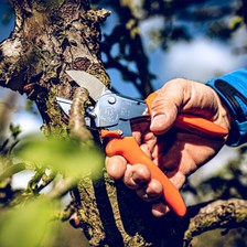 Beispiel für Amboss-Schere Typ 1 in Aktion