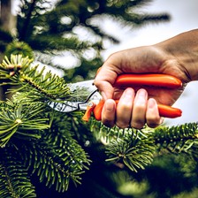 Beispiel für Amboss-Schere Typ 5 in Aktion